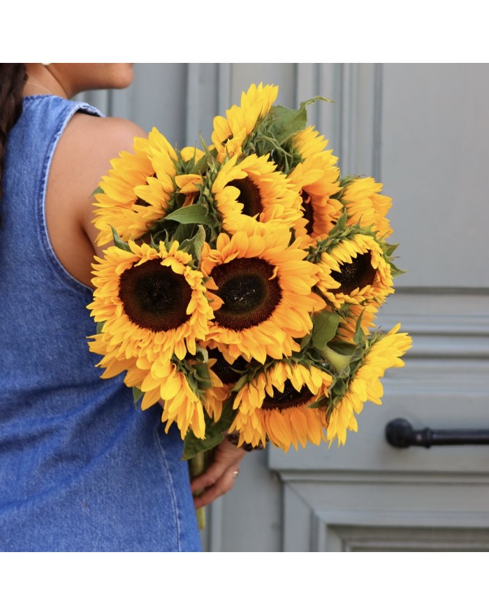 TOURNESOLS