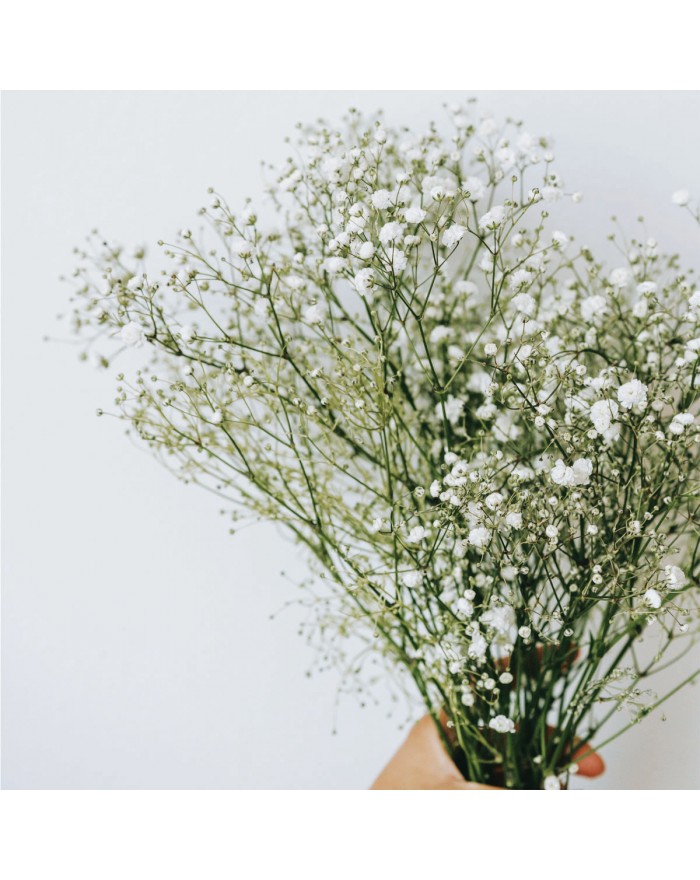 Gypsophile blanc
