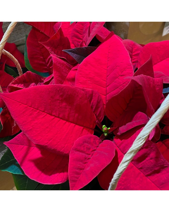 POINSETTIA