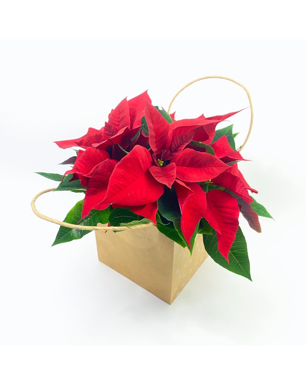 POINSETTIA