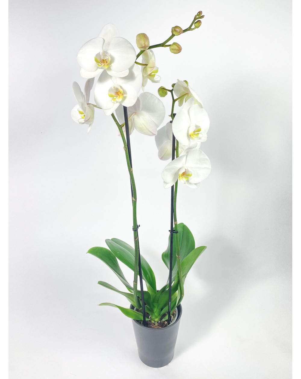 ORCHIDEE